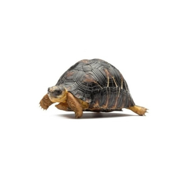 Tortue étoilée de Madagascar – Astrochelys radiata