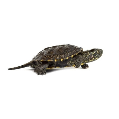 achat tortue aquatique, cistude d’Europe à vendre, Emys orbicularis captive bred, achat tortue hibernante bassin achat tortue aquatique, cistude d’Europe à vendre, Emys orbicularis captive bred, achat tortue hibernante bassin