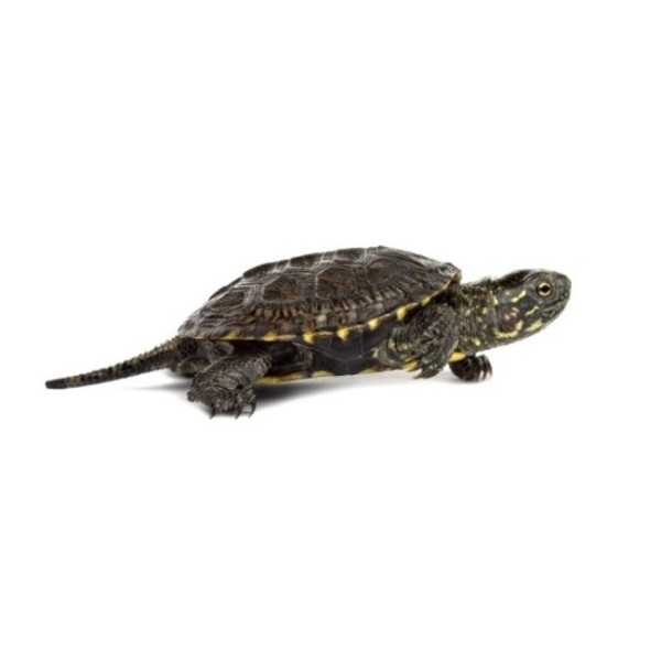 Tortue aquatique Emys orbicularis – Cistude d’Europe