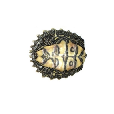tortue à tête noire à vendre, Graptemys nigrinoda captive bred, tortue aquatique active, tortue aquarium UVB, reptile aquatique tortue à tête noire à vendre, Graptemys nigrinoda captive bred, tortue aquatique active, tortue aquarium UVB, reptile aquatique