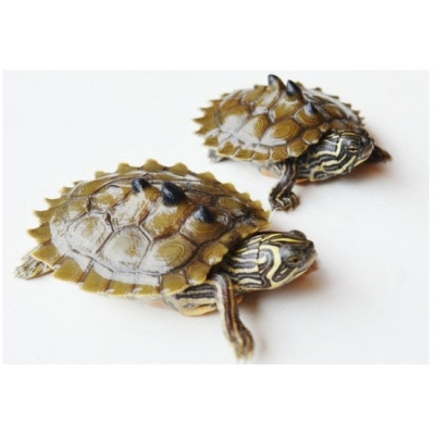 tortue à tête noire à vendre, Graptemys nigrinoda captive bred, tortue aquatique active, tortue aquarium UVB, reptile aquatique tortue à tête noire à vendre, Graptemys nigrinoda captive bred, tortue aquatique active, tortue aquarium UVB, reptile aquatique