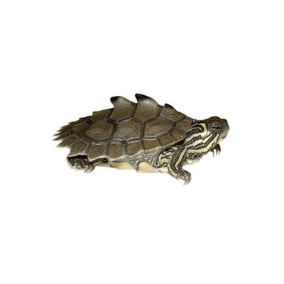 tortue à tête noire à vendre, Graptemys nigrinoda captive bred, tortue aquatique active, tortue aquarium UVB, reptile aquatique tortue à tête noire à vendre, Graptemys nigrinoda captive bred, tortue aquatique active, tortue aquarium UVB, reptile aquatique