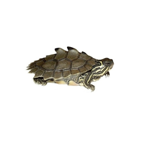 Tortue aquatique à tête noire  –  Graptemys nigrinoda