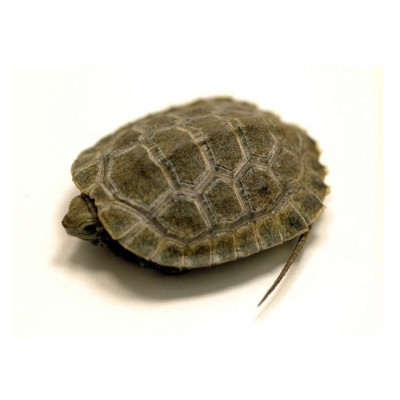 Mauremys japonica à vendre, achat tortue japonaise aquarium, tortue aquatique hibernation, tortue NC UE, tortue bassin facile Mauremys japonica à vendre, achat tortue japonaise aquarium, tortue aquatique hibernation, tortue NC UE, tortue bassin facile