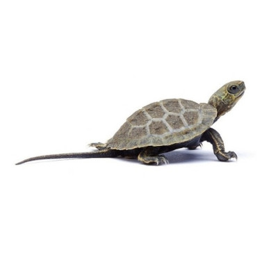 Mauremys japonica à vendre, achat tortue japonaise aquarium, tortue aquatique hibernation, tortue NC UE, tortue bassin facile Mauremys japonica à vendre, achat tortue japonaise aquarium, tortue aquatique hibernation, tortue NC UE, tortue bassin facile