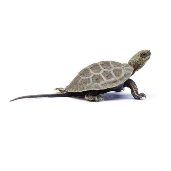 Tortue aquatique japonaise – Mauremys japonica