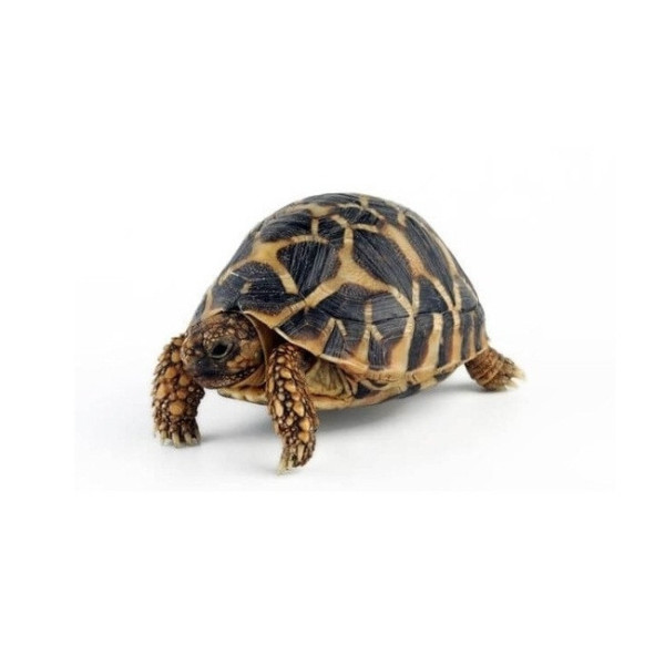 Tortue étoilée d’Inde 10–11 cm – Geochelone elegans