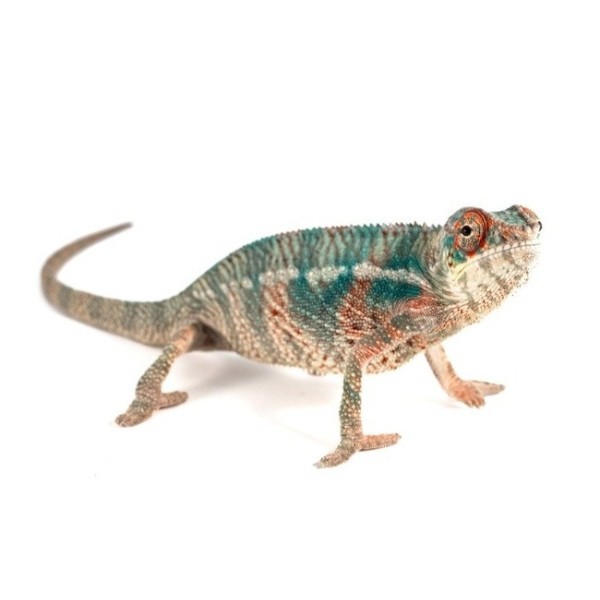 Caméléon panthère – Furcifer pardalis "Nosy Be"