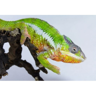 achat caméléon Nosy Mitsio, Furcifer pardalis panthère, caméléon Madagascar, reptile coloré, caméléon à vendre achat caméléon Nosy Mitsio, Furcifer pardalis panthère, caméléon Madagascar, reptile coloré, caméléon à vendre