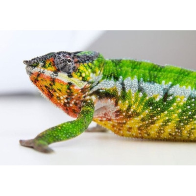 achat caméléon Nosy Mitsio, Furcifer pardalis panthère, caméléon Madagascar, reptile coloré, caméléon à vendre achat caméléon Nosy Mitsio, Furcifer pardalis panthère, caméléon Madagascar, reptile coloré, caméléon à vendre