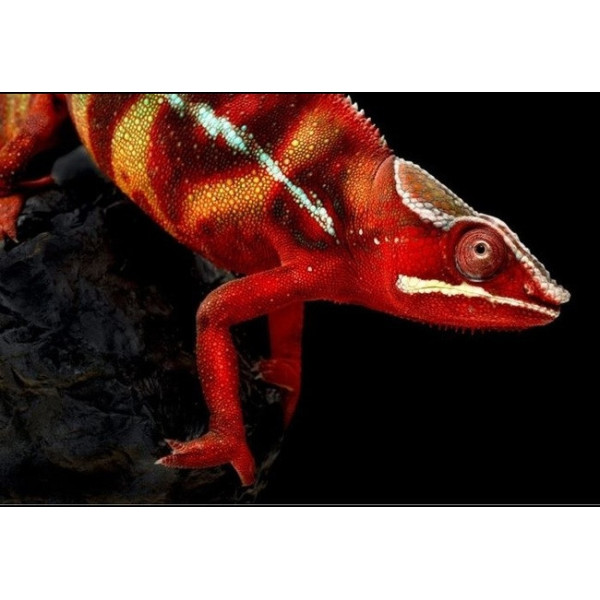 Caméléon panthère – Furcifer pardalis "Ambilobe Red"
