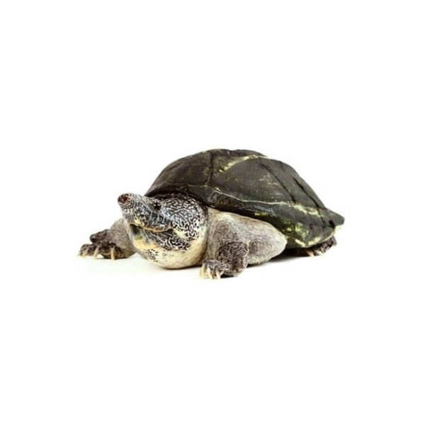 Tortue musquée géante – Staurotypus triporcatus