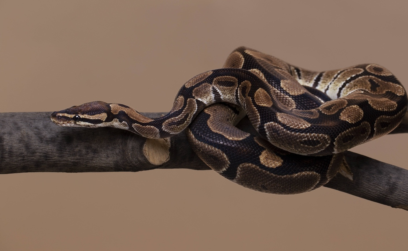 Tout savoir sur le Python royal : Guide complet 2025