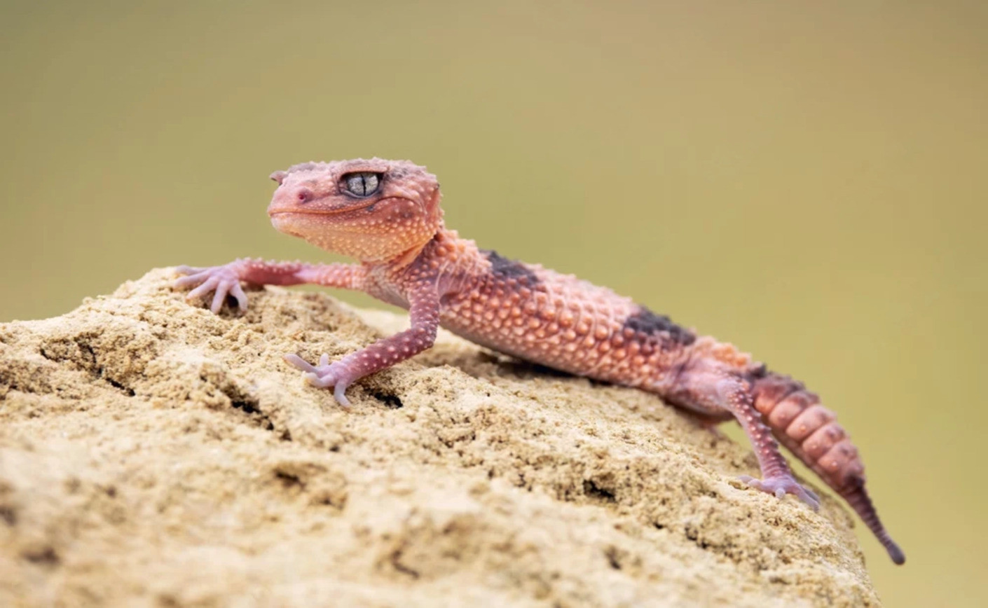 Gecko à queue bossue annelée (Nephrurus wheeleri cinctus)