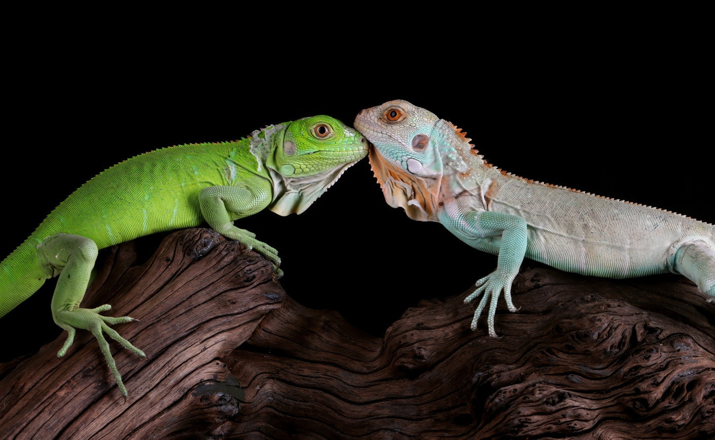 Tout savoir sur les iguanes – Guide complet 2025