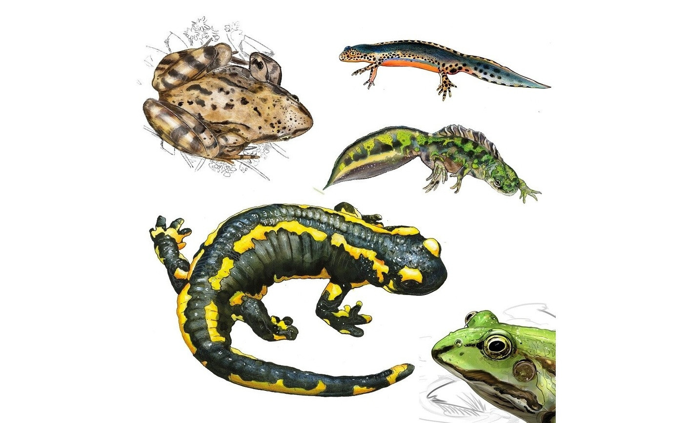 Guide d'achat et adoption d'amphibiens - Prix tritons, salamandres et grenouilles