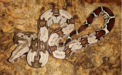 Fiche d'espèce : Boa C. Constrictor Surinam, le joyau à queue rouge
