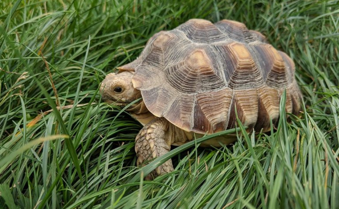 Tortue Sulcata : Le guide complet (Prix, Habitat et Avertissements)