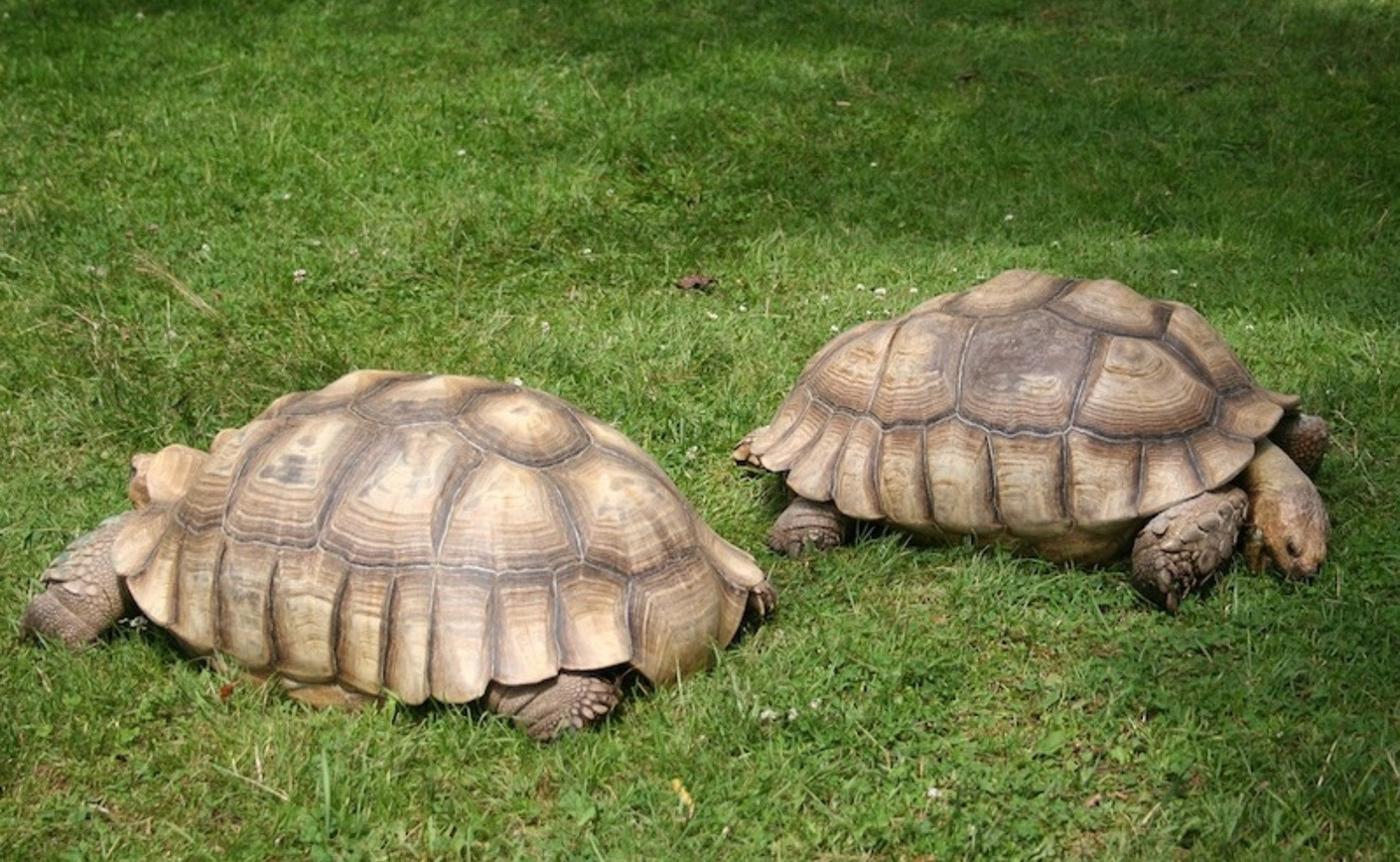 Fiche d'élevage : Tortue Sulcata (Tortue Sillonnée), guide complet avant achat