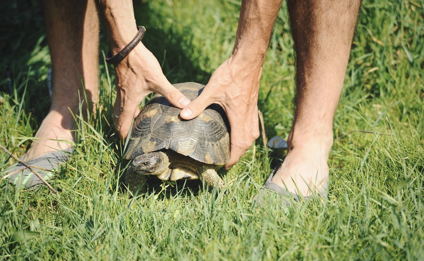 Tout savoir avant d’acheter une tortue terrestre en France