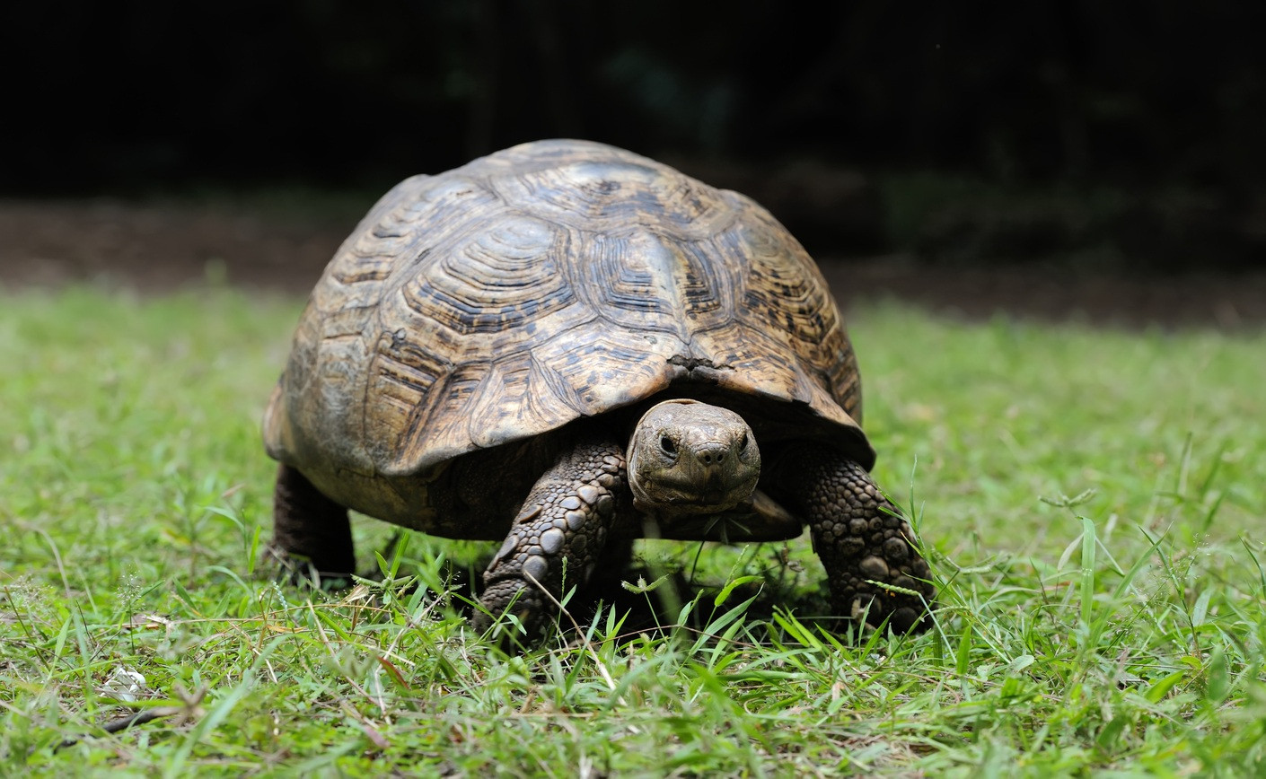 Quel est le prix d’une tortue de terre et comment bien l’adopter légalement ?