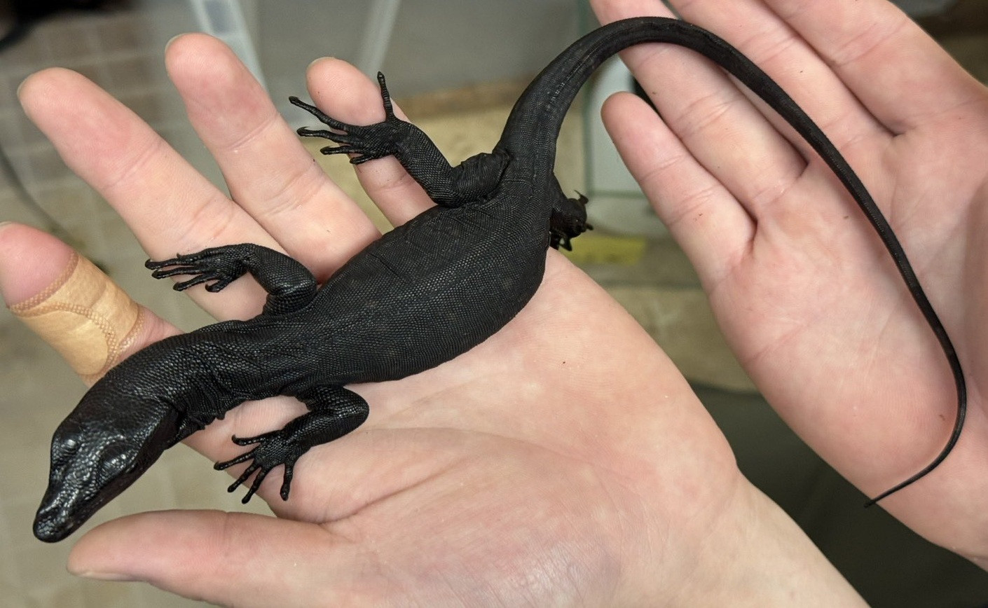 Varan noir de Beccari (Varanus beccarii) : Fiche d’élevage complète et prix 2025