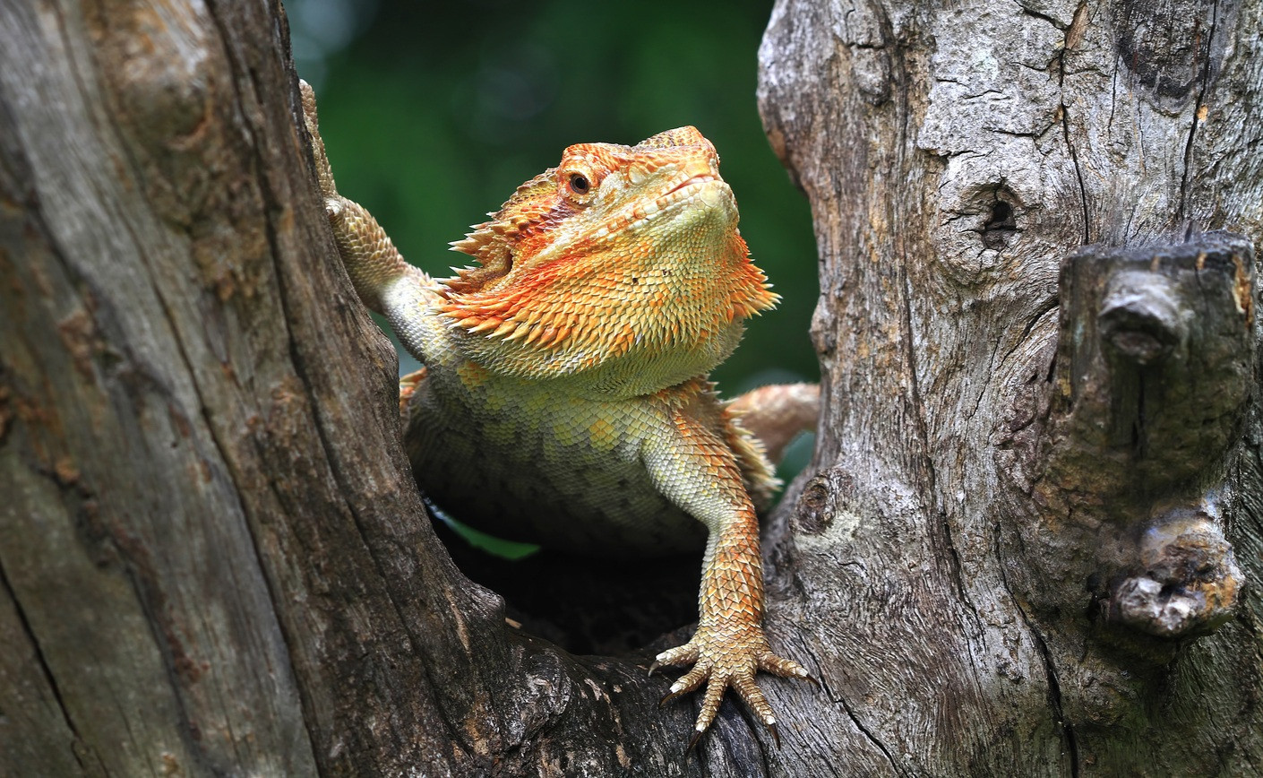 Guide d’élevage et conseils d’adoption du dragon barbu (Pogona)