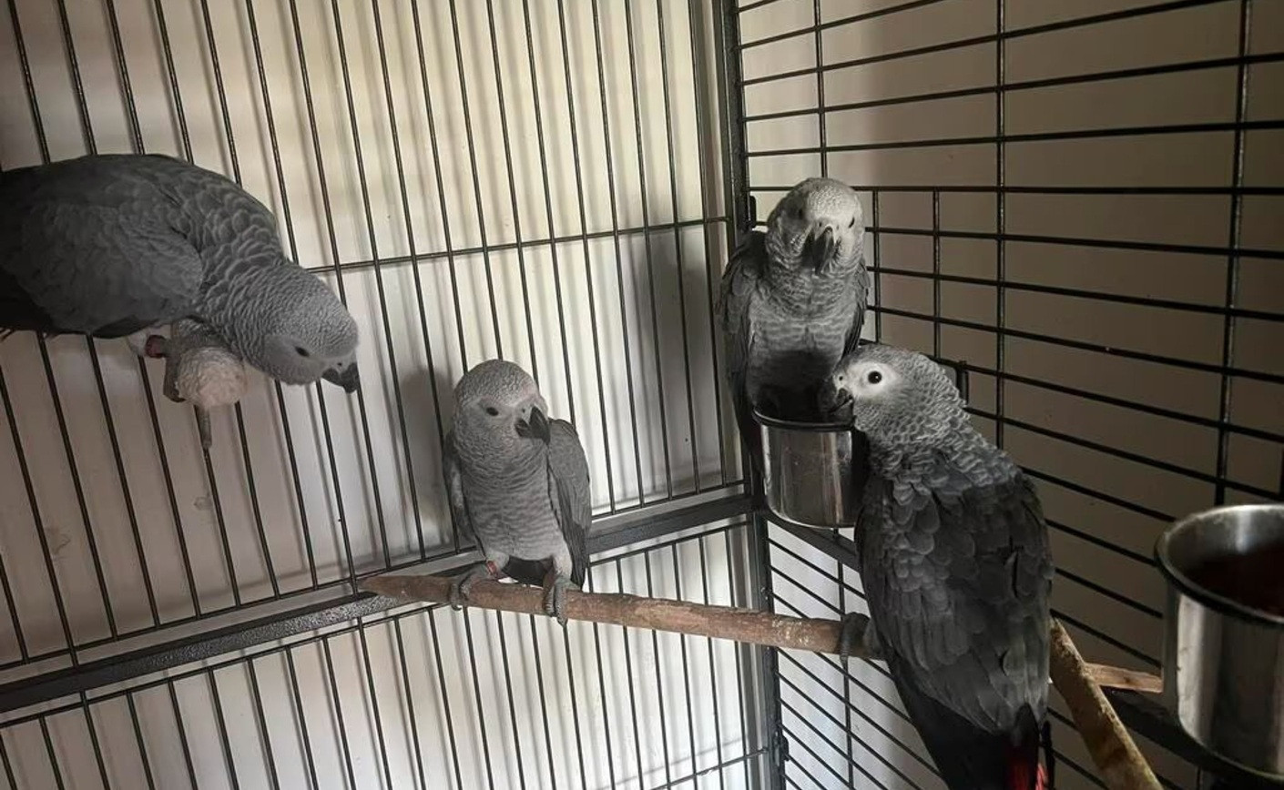 Le gris du Gabon : Bon choix pour un premier perroquet ? Notre avis complet