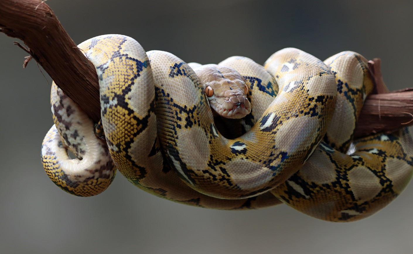 Élevage boa constrictor : Le guide complet (terrarium, chauffage, humidité)