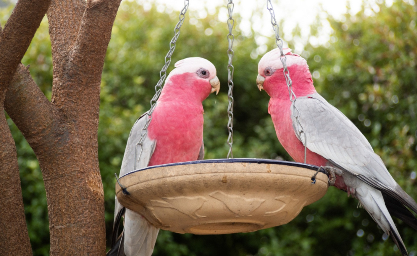 Cacatoès rosalbin : Fiche d'espèce complète de ce perroquet rose et gris