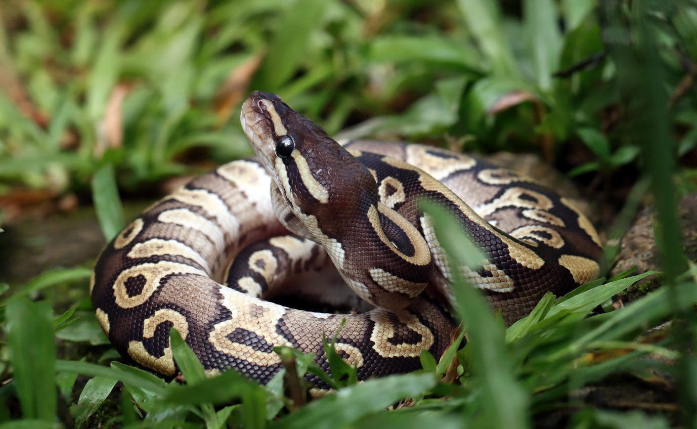 Python royal prix : Le budget complet pour l'achat de votre python regius