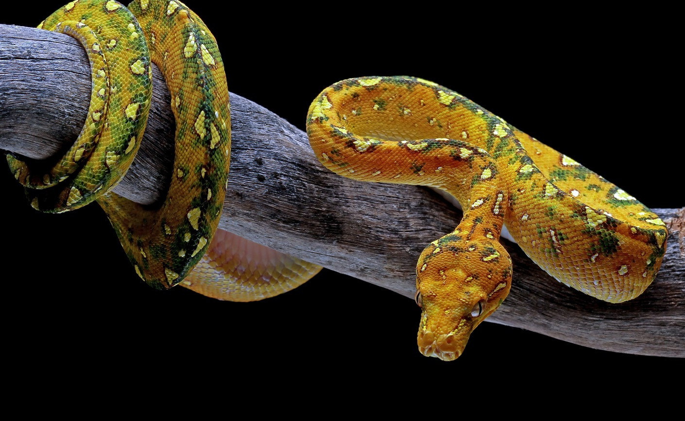 Python royal : Le serpent idéal pour débuter ? (Maintenance et manipulation)