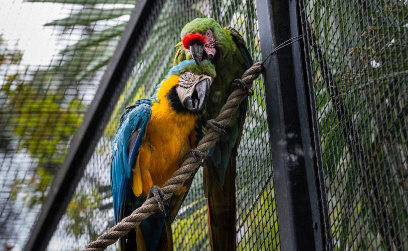 Prix perroquet : Le guide complet 2025 des tarifs par espèce