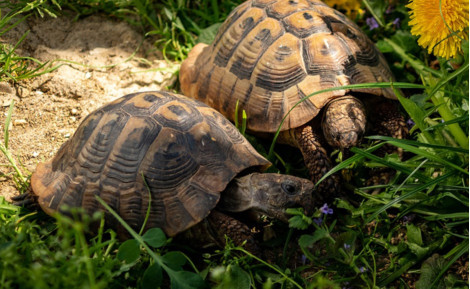 Tortue d'Hermann (Testudo hermanni) : Guide complet (Prix, Élevage, Législation)