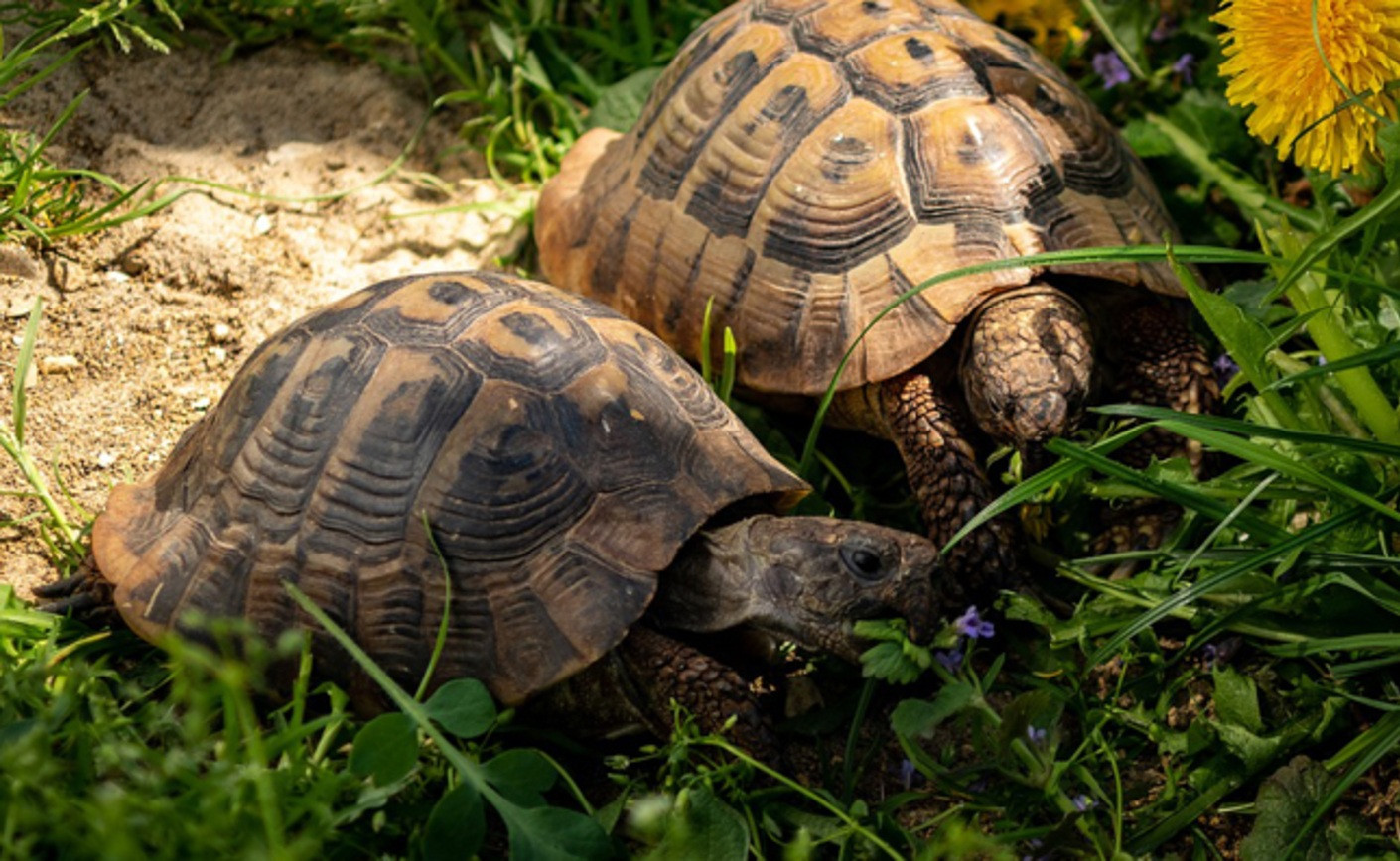 Tortue d'Hermann (Testudo hermanni) : Guide complet (Prix, Élevage, Législation)