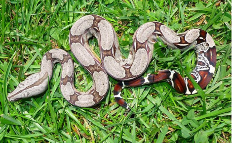 Boa Surinam : Guide du véritable boa constrictor constrictor (Prix, Élevage)