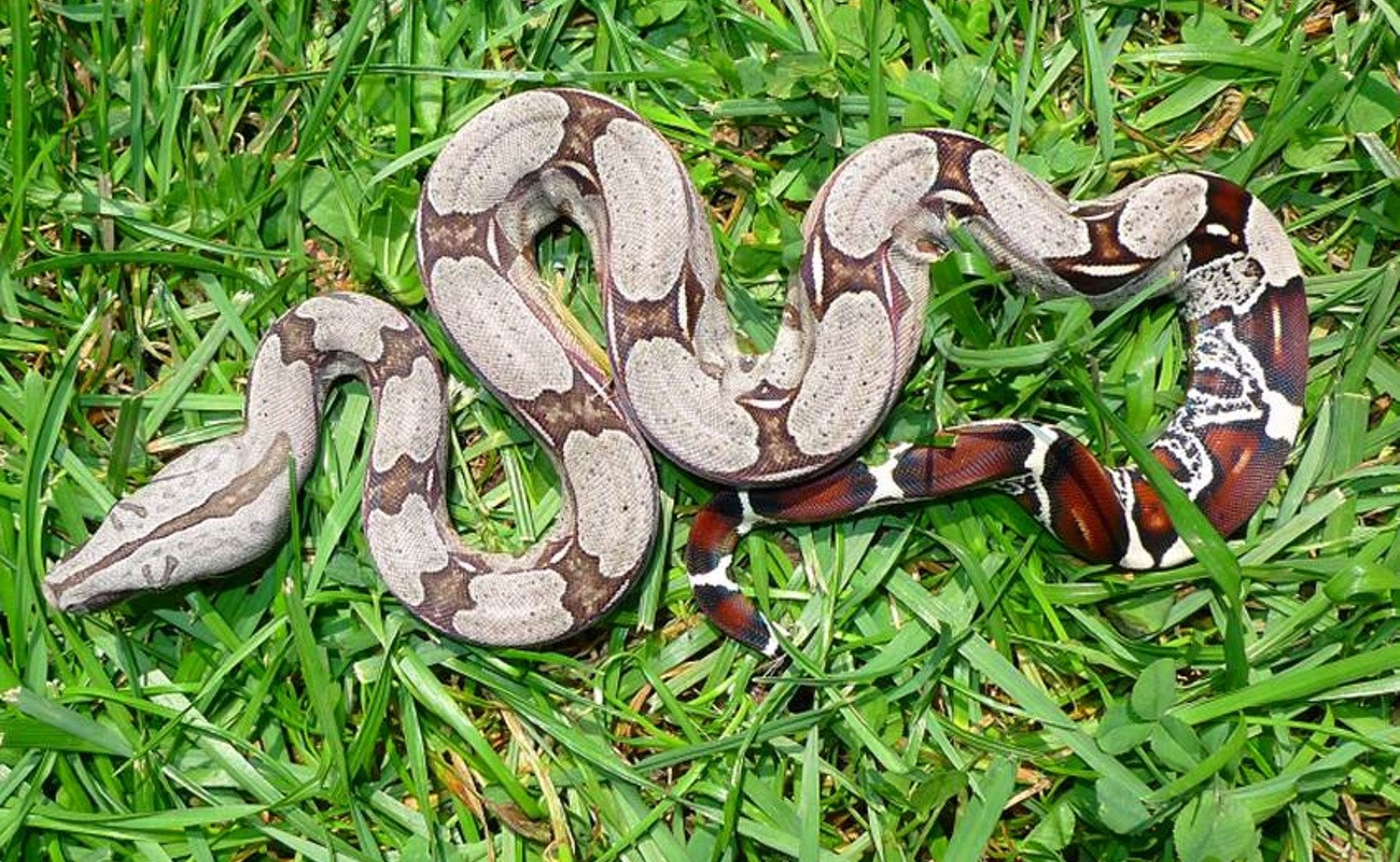 Boa Surinam : Guide du véritable boa constrictor constrictor (Prix, Élevage)