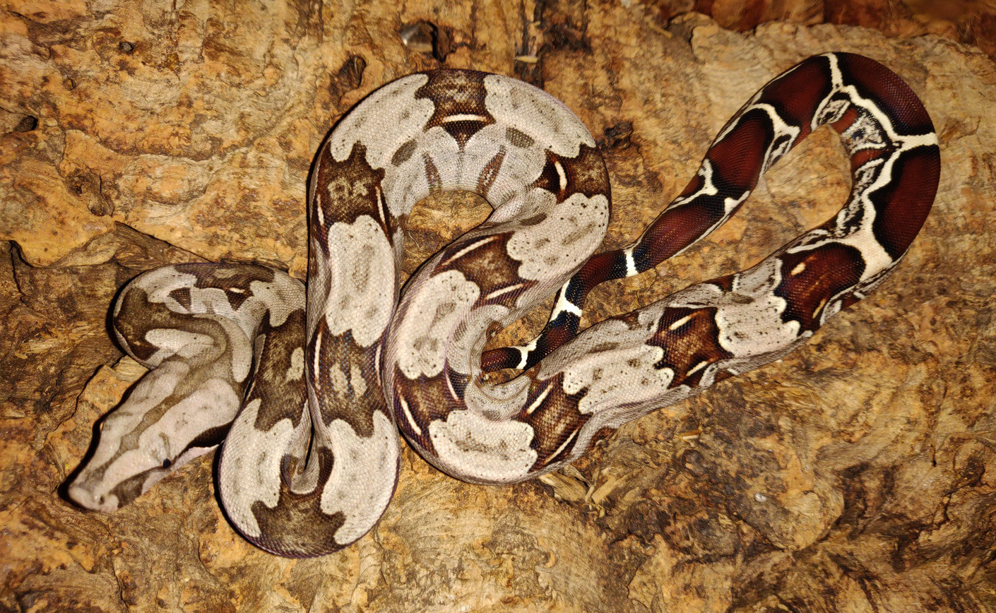 Fiche d'espèce : Boa C. Constrictor Surinam, le joyau à queue rouge