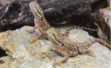 Dragon barbu (Pogona) : Guide complet 2025 (Prix, Élevage, Achat)