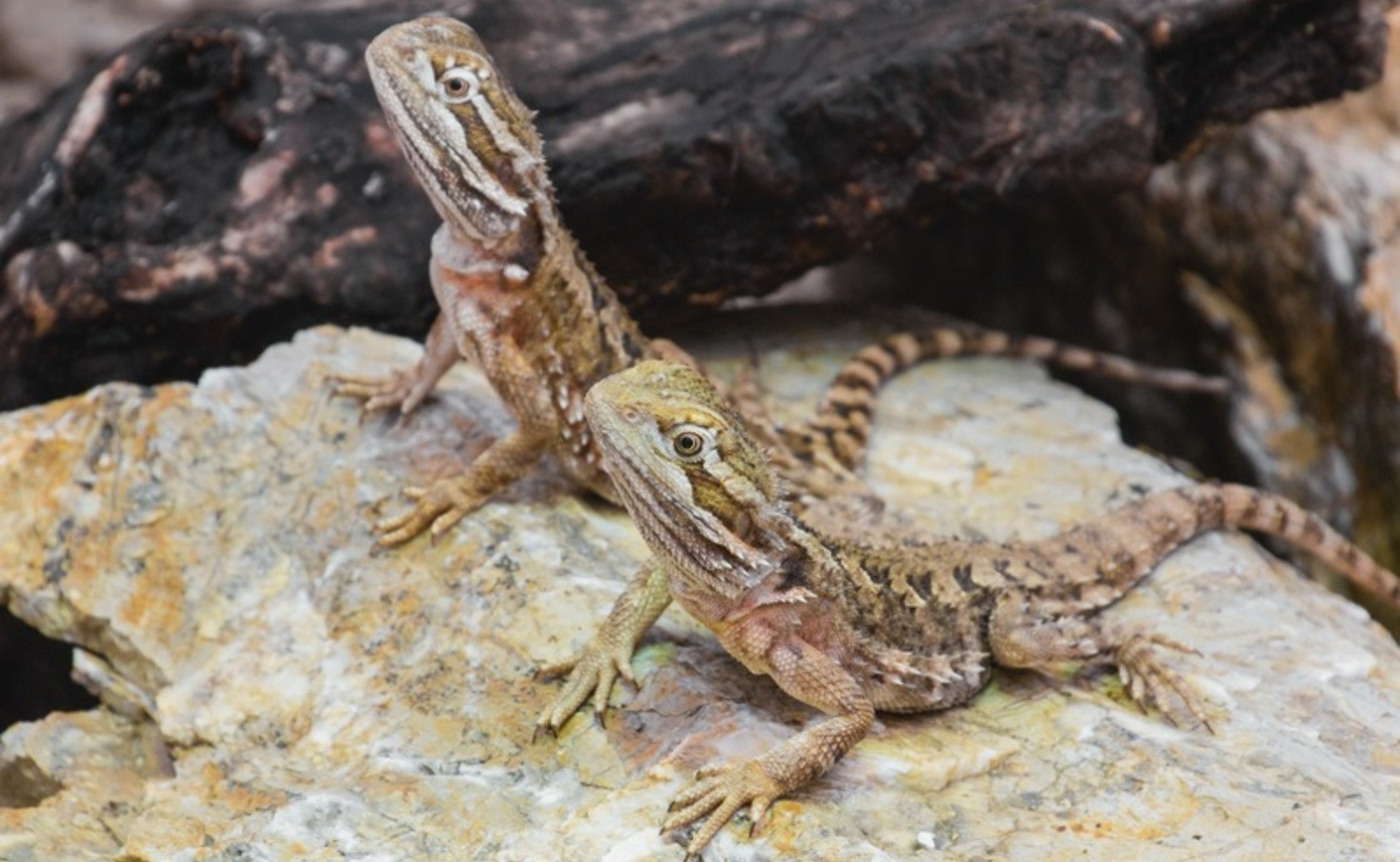 Dragon barbu (Pogona) : Guide complet 2025 (Prix, Élevage, Achat)